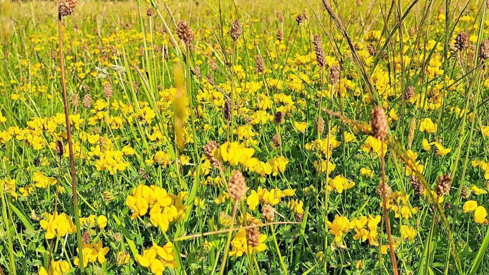 Meadow Flowers of Nant Fawr